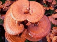 灵芝孢子粉不适宜人群 三大人群最好不要碰