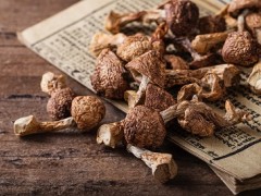 什么人不能吃松茸 松茸是否存在食用禁忌
