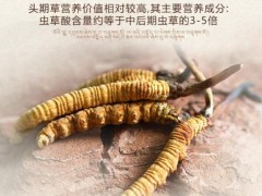 男人的十大补品排行榜