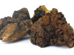 长白山白桦茸怎么吃 煮水泡水很方便