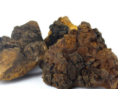 白桦茸的吃法是什么 详解白桦茸的具体使用方法