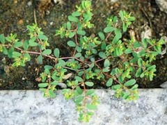 地锦草治糖尿病的功用 糖尿病患者的良方