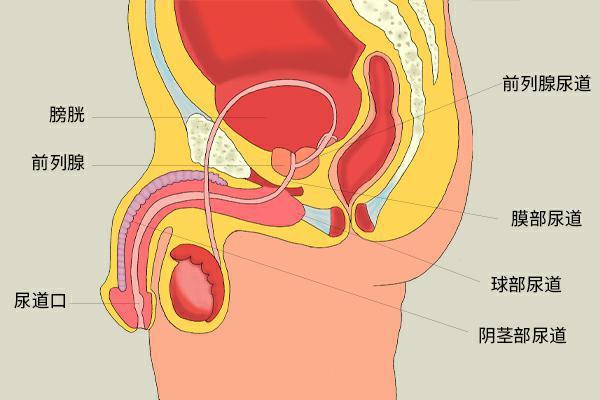 前列腺患者不能吃什么 吃它会缓解病情吗