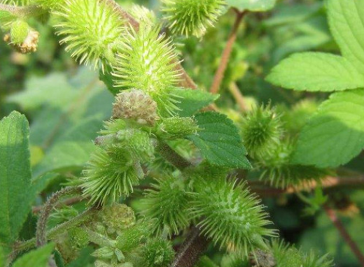 湿疹别称火锅麻虫(《圣济总录》),苍耳虫(《纲目》).