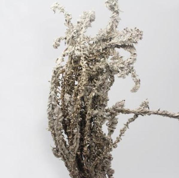 白毛鹿茸草的功效与作用