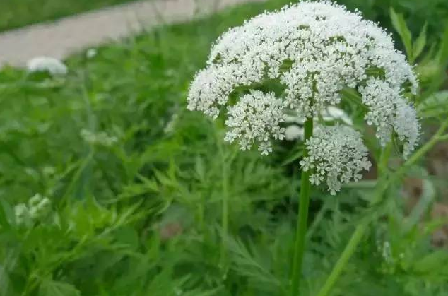 特异别称生产走马芹,野芹菜花特异来源于生产伞形科毒芹属绿色植物