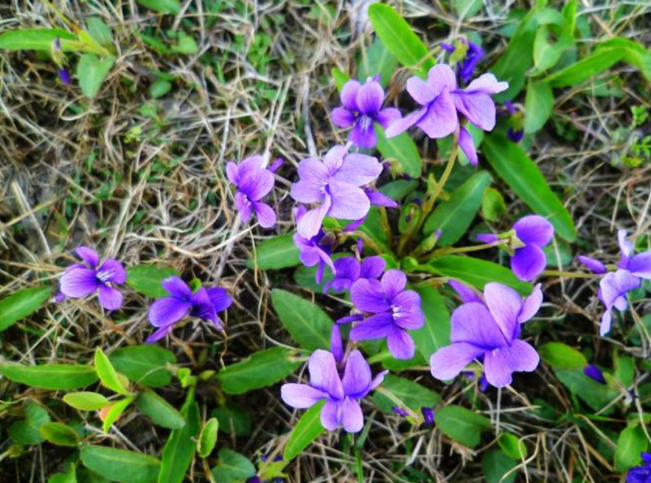 牙龈别称特异玫瑰花鸡距草,紫花莲花牡丹花牙龈来源于特异罂粟科 护