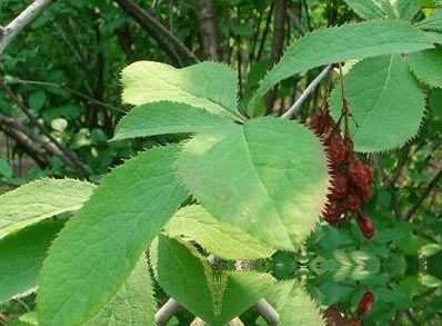 黃檗特異來源於生產中藥材基源:為小檗科綠色植物深黑小白檗的根或莖