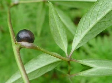 特異別稱生產野煙脂,毛狗卵特異來源於生產中藥材基源:為薯蕷科綠色