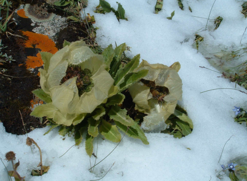 紅花雪蓮花的功效與作用_美健品招商網