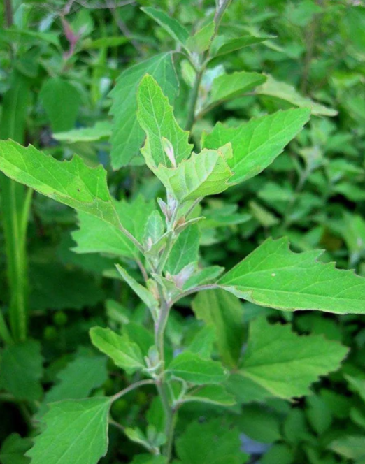 灰莧(《醫林纂要》),灰薺薺菜(《草木便方》),灰灰菜(《四川中藥志》)