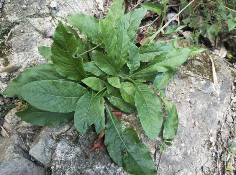 滑背草鞋根的功效与作用