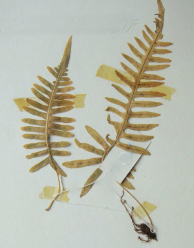 中华水龙骨的功效与作用