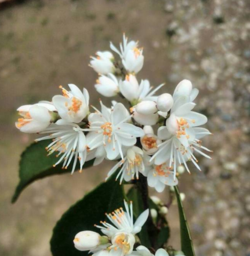 山矾花的别称图片