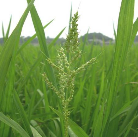 山稗子根