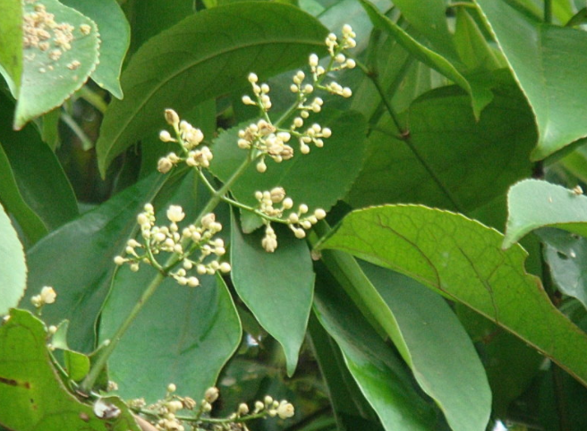 葎草果穗