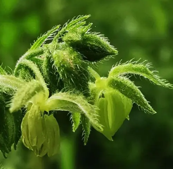 葎草花