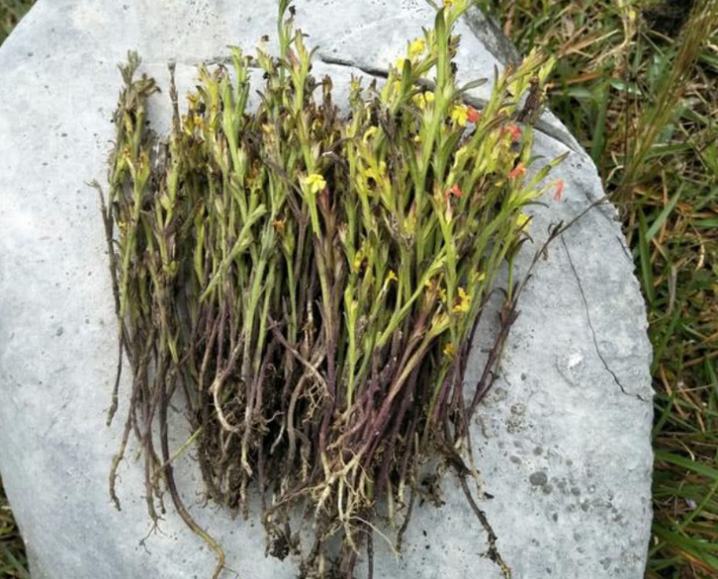 鹿草