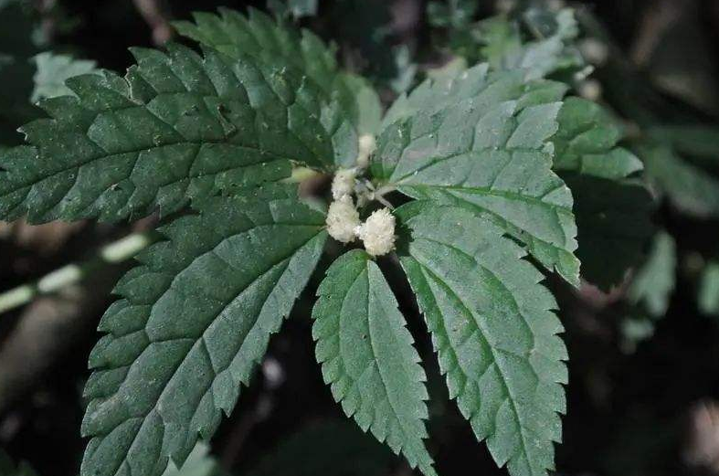 楼梯草