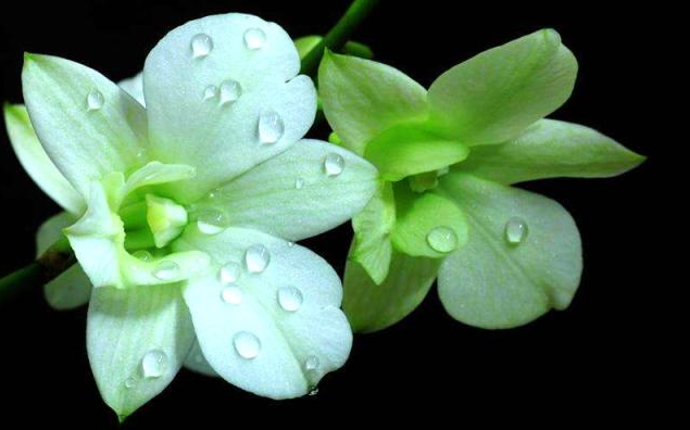 绿兰花
