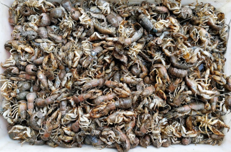 蝼蛄虾