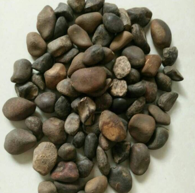 吕宋果