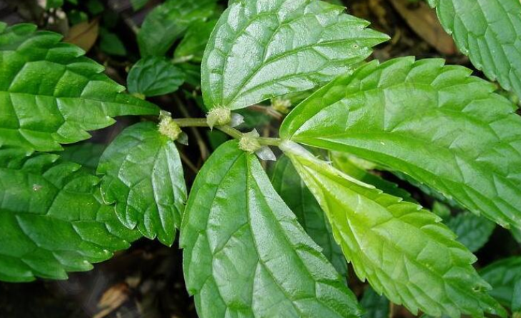 庐山楼梯草