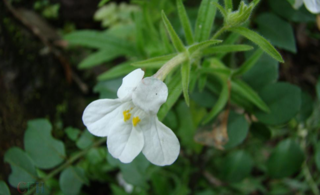鹿茸草
