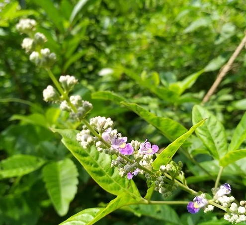牡荆茎
