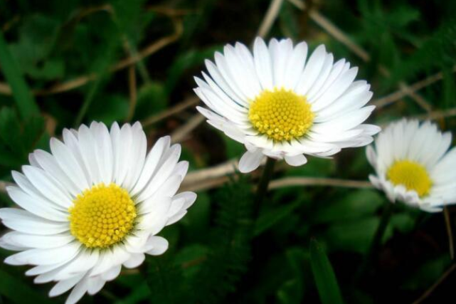 母菊