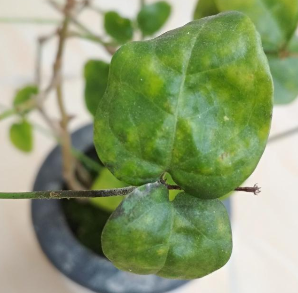 茉莉叶