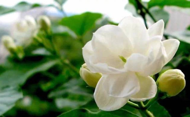 茉莉花露