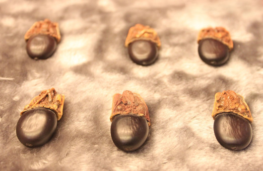 缅茄