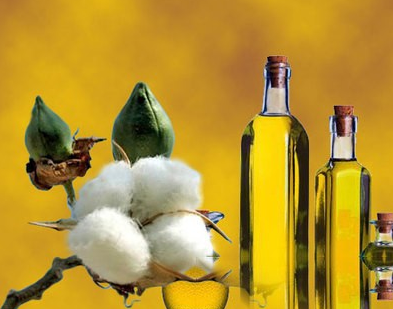 棉子油