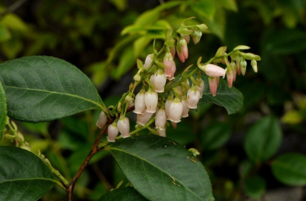 米饭花