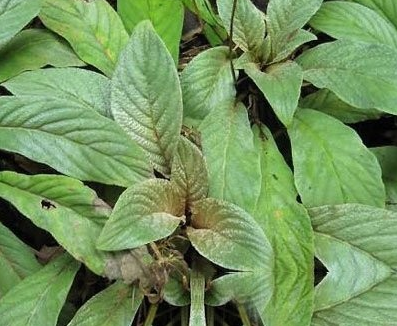 绵阳岩白菜