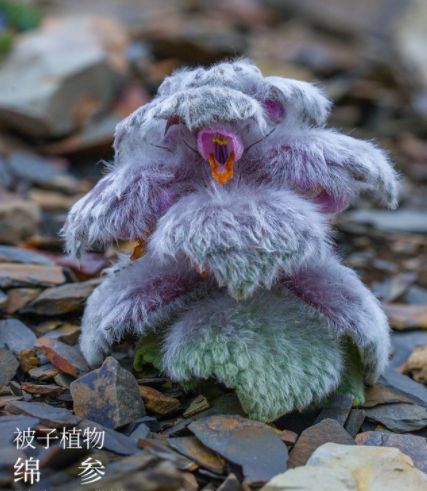 绵参