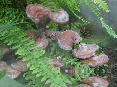 密纹薄芝