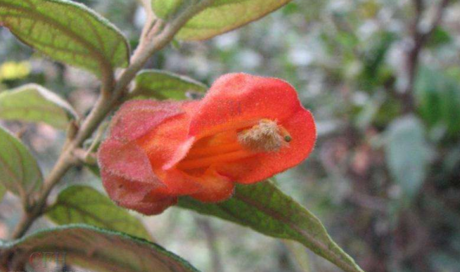 特异别称生产猫花,蜂糖花,蜂糖罐,野莲翘,叶上花,纯蜂蜜果,铁林杆特异