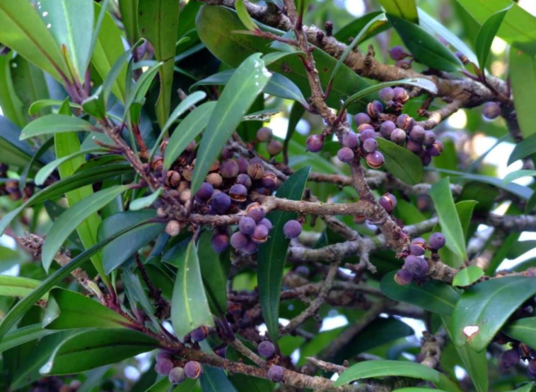 密花树