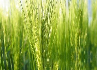 米麦麨