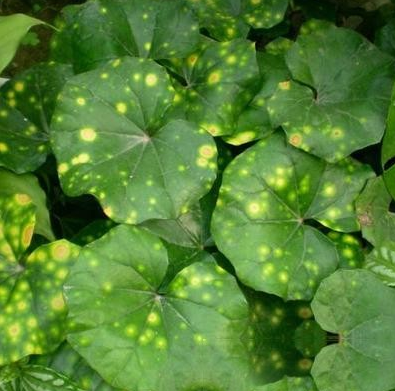 伞形梅笠草