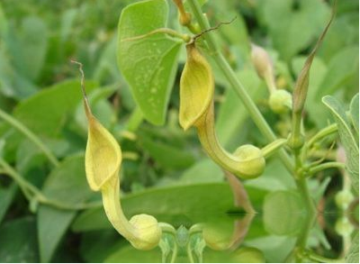 三筒管