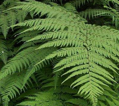 金鸡尾巴草根