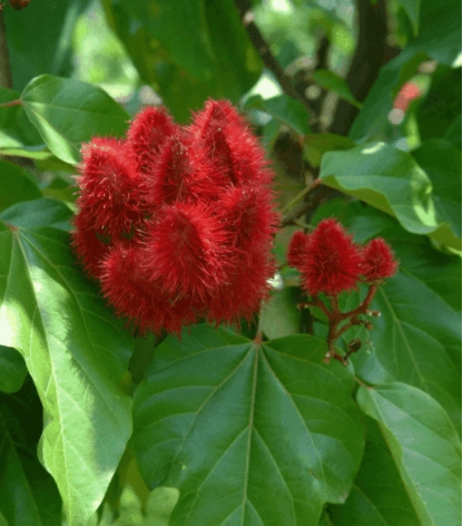 密花草