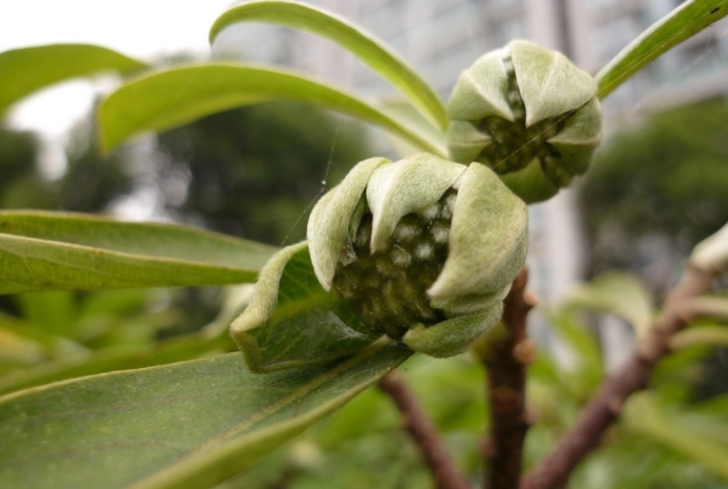 结香花