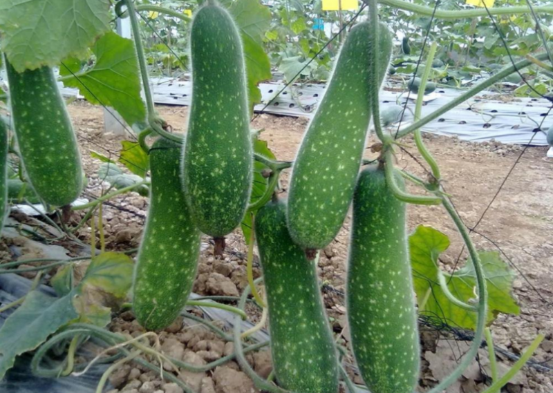 节瓜