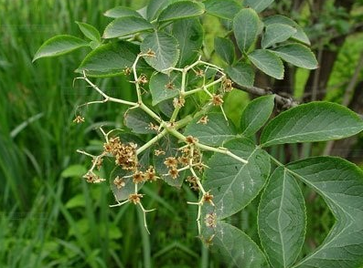 接骨木根