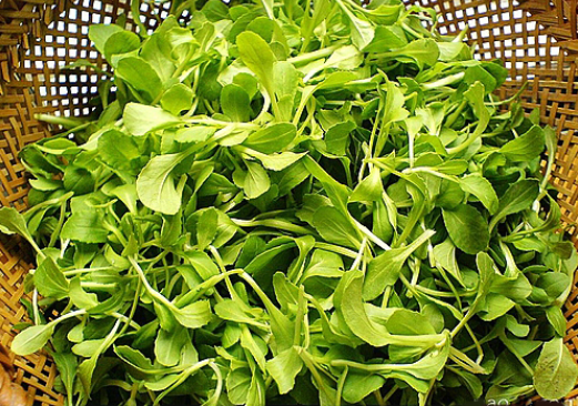鸡毛菜