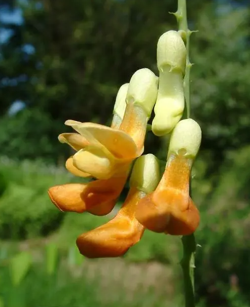 茳芒